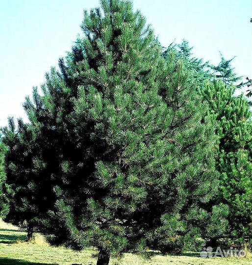 Высокая сосна на участок