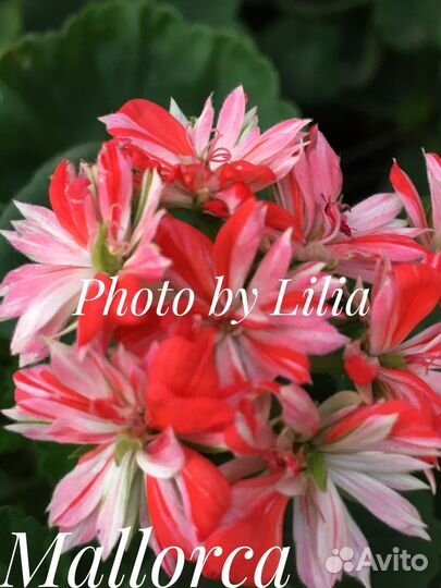 Пеларгония