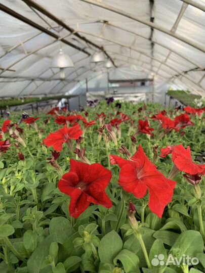 Петуния кустовая, ампельная, рассада цветов