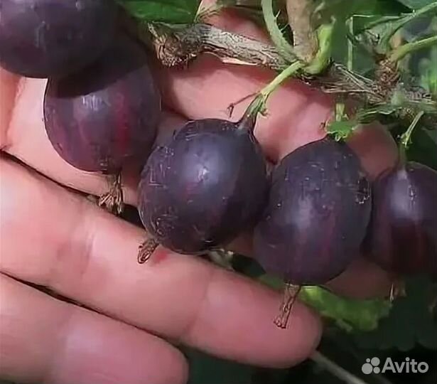 Саженцы крыжовника