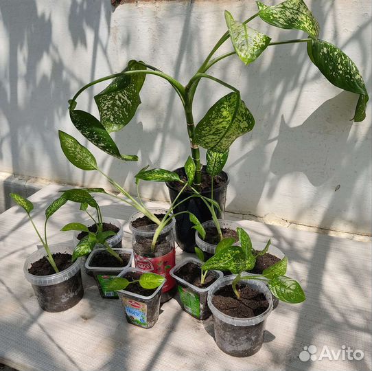 Диффенбахия