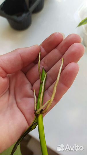 Сциндапсус