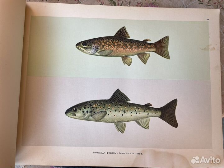 Книга промысловые рыбы СССР