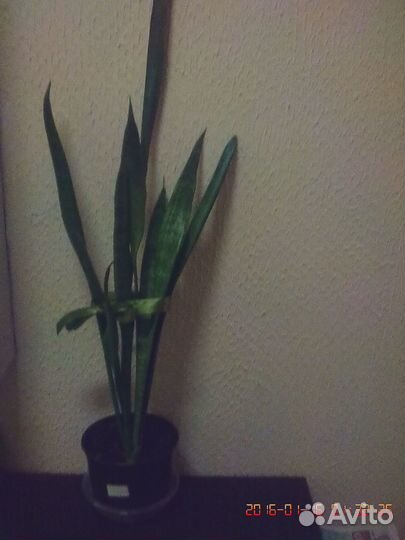 Комнатные домашние растения