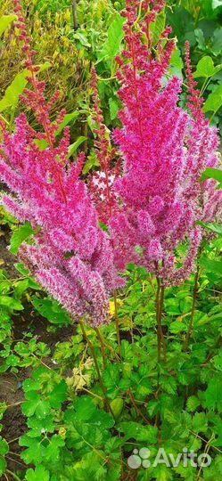 Многолетние цветы