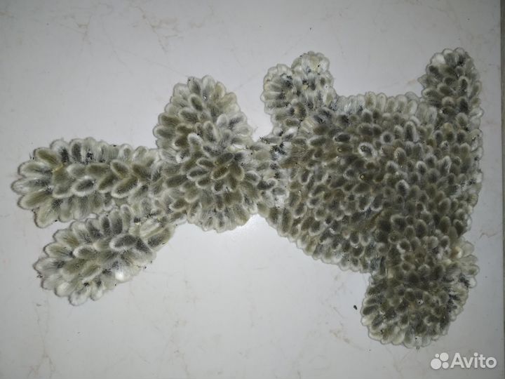 Поделка заяц из вербных почек (котиков)