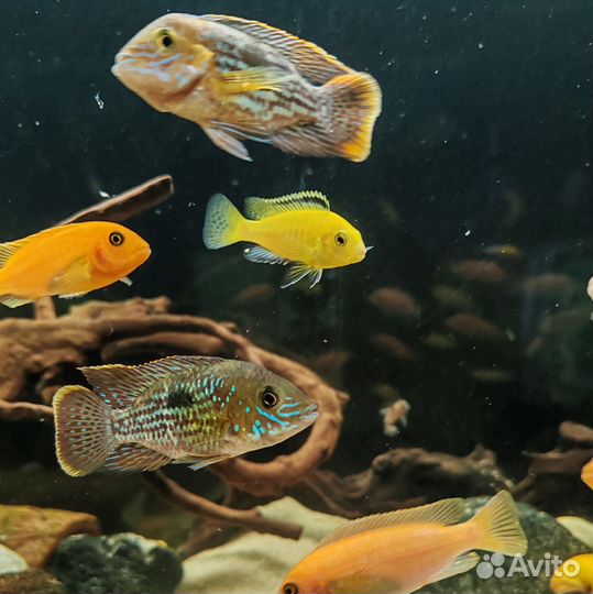 Акара бирюзовая