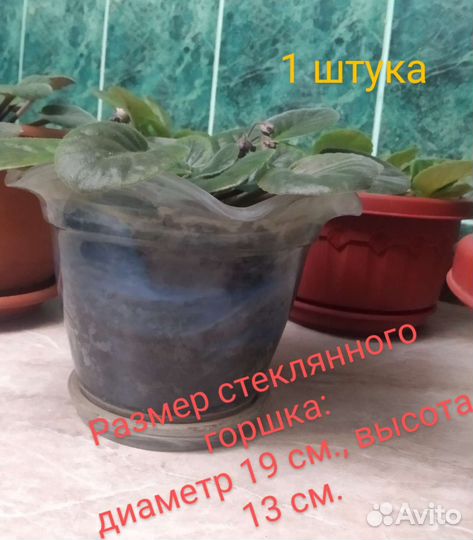 Фиалка в горшках