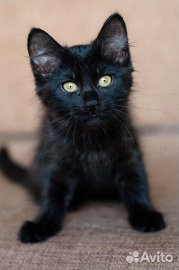 Блеки и Никки - ласковые черные котята 2,5 мес