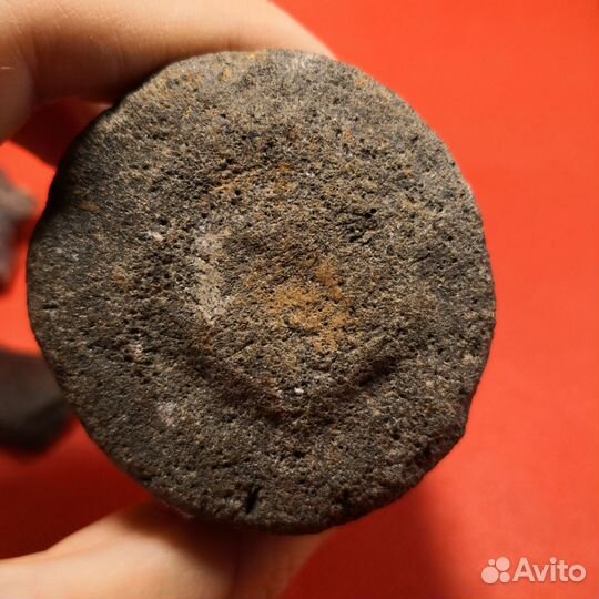 Окаменелые фрагменты скелета ископаемого кита