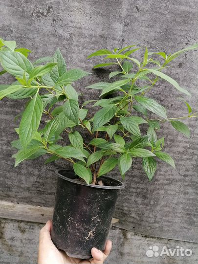 Продам саженцы метельчатых гортензий