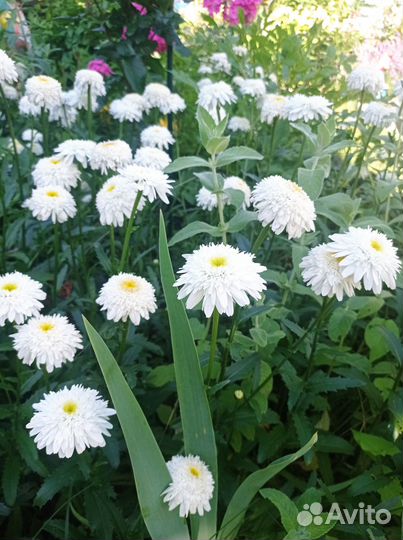 Ромашка махровая