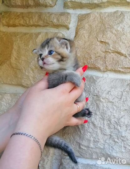 Котята британской шиншиллы