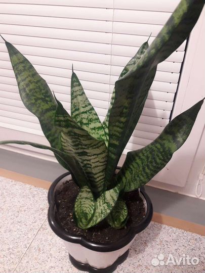 Сансевиерия щучий хвост