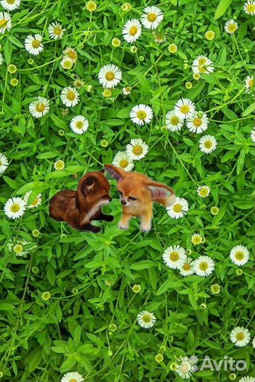 Лисенок Фенек (ручная работа)