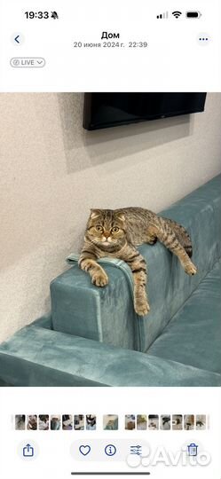 Кошки в добрые руки