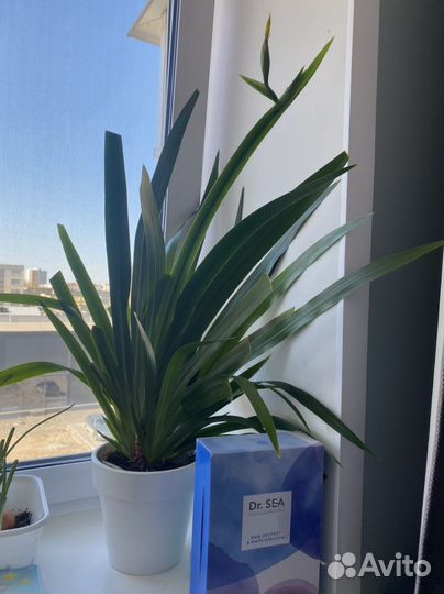 Неомарика, отводки неомарики