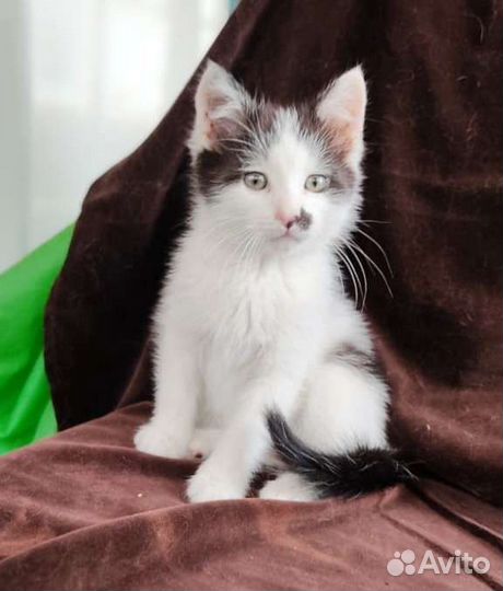 Котёнок Ксюша откликается на имя