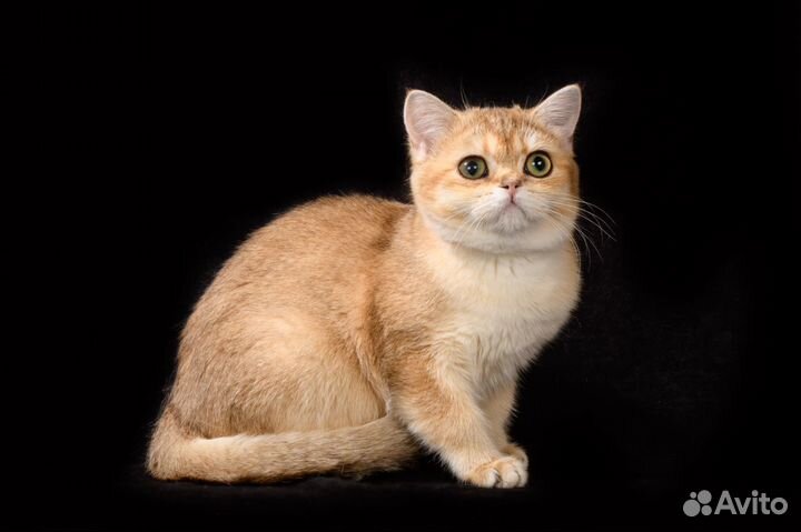 Британское золото