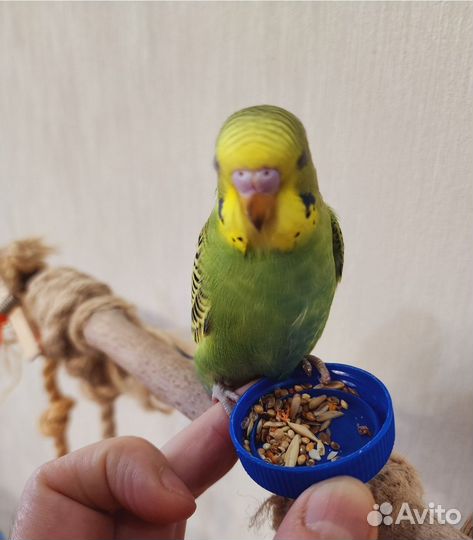 Птенец,волнистый попугай ручные