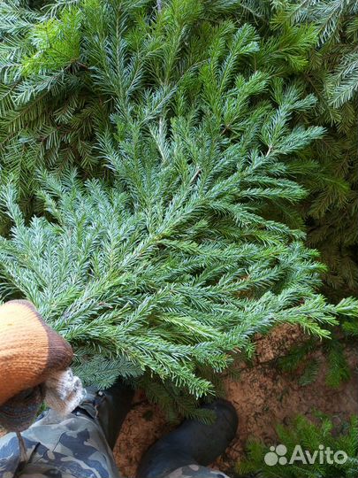 Пихтовый лапник и венник,в розницу Отправка ТК