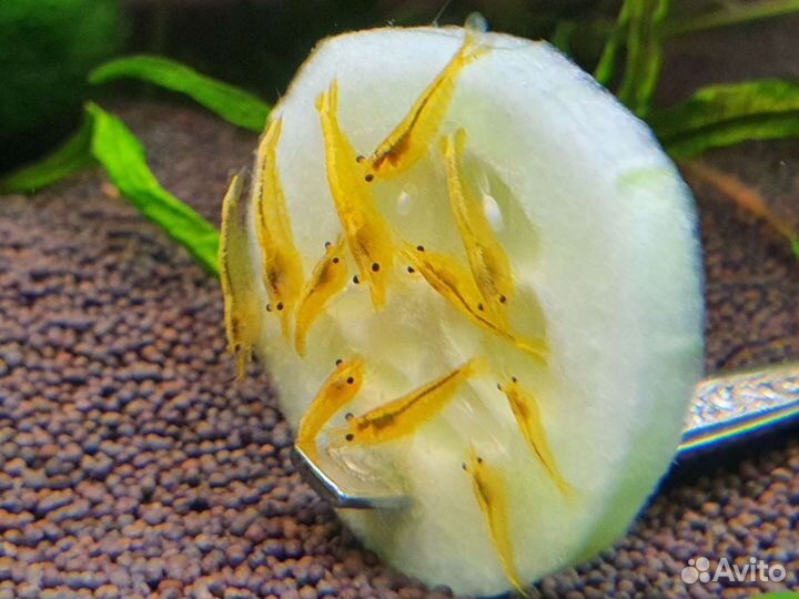 Креветки Blue Dream