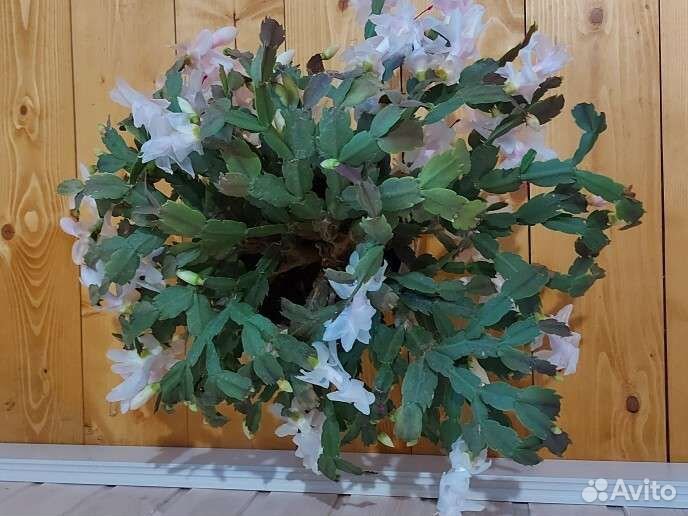 Декабрист шлюмбергера белый (цветущее растение)