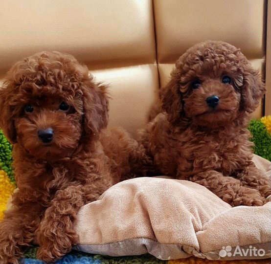 Той-пудель mini Ред Браун