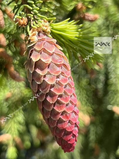 Участок 63,4 сот. (СНТ, ДНП)