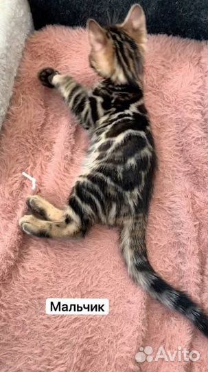 Бенгальские котята серебро и золото