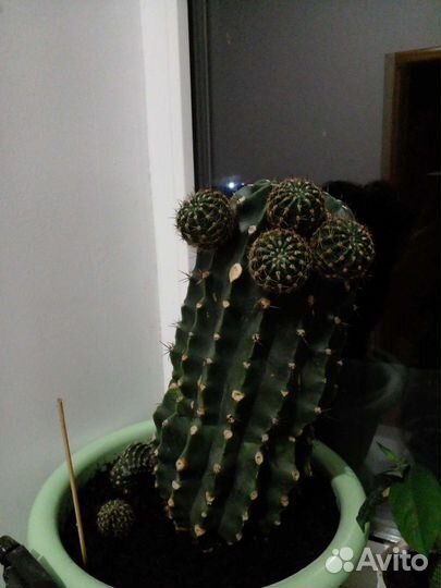 Комнатные цветы молочай