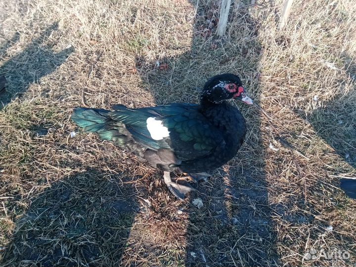 Яйцо индоутки инкубационное