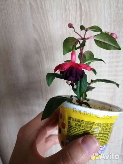 Ахименес с фото. Фуксия с фото, цветущие