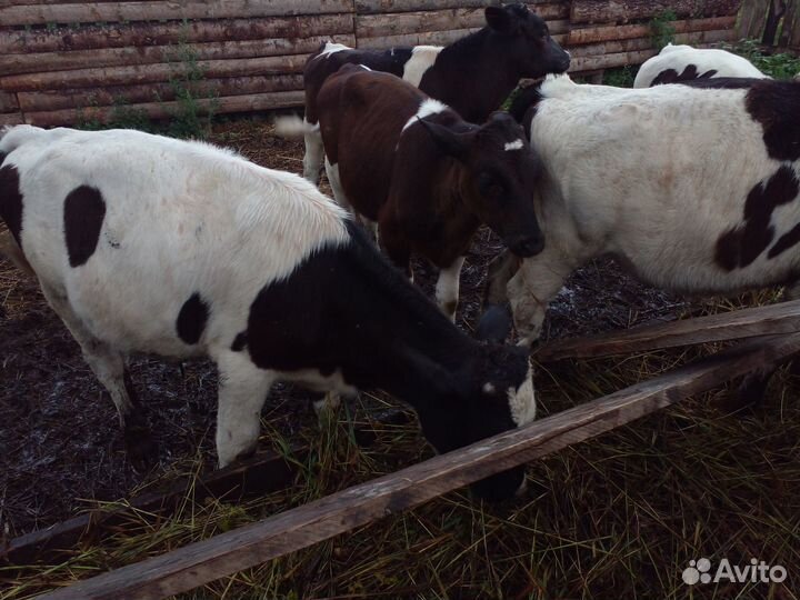 Телята бычки 4мес. 2мес