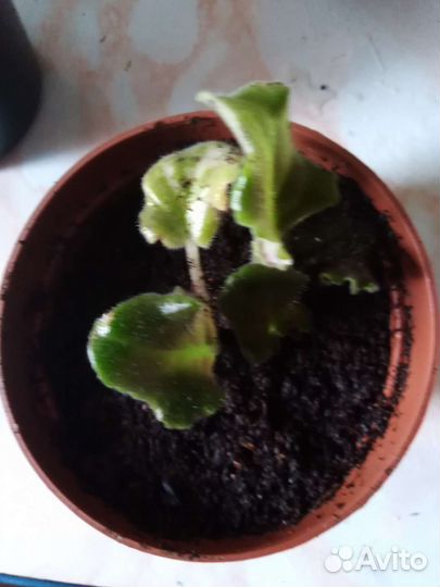 Фиалка сортовая розовая