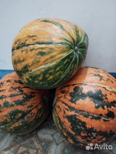 Тыква декоративная большая