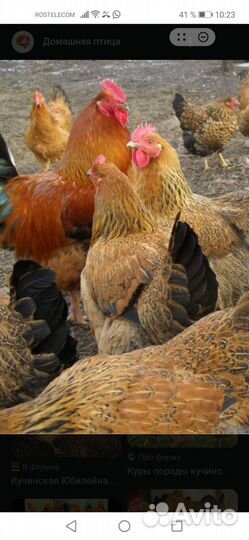 Цыплята Кучинской Юбилейной