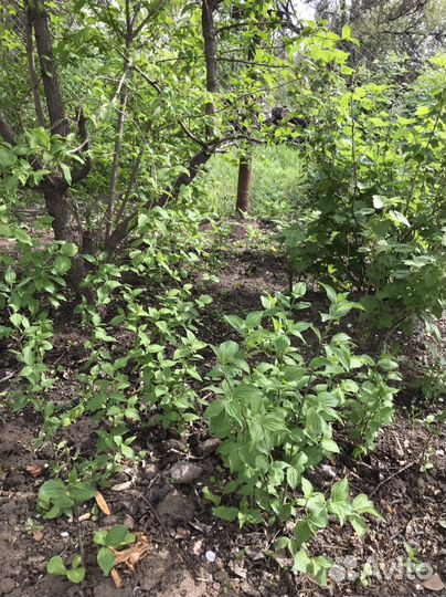 Кизил, фундук,черёмуха, ирга