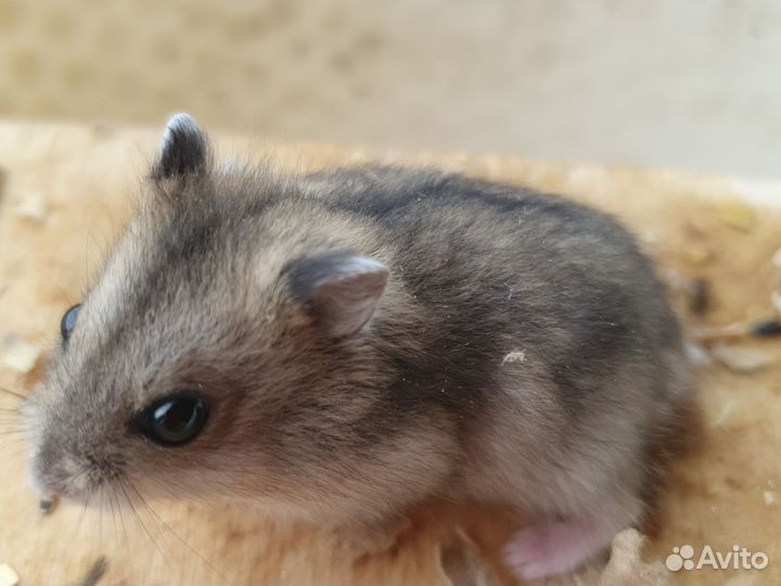 Сирийские и джунгарские хомячки