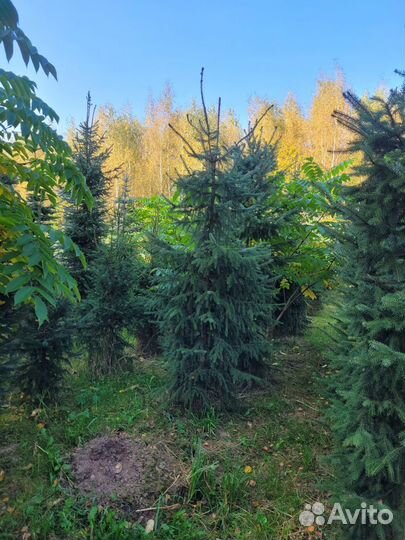 Ель сербская