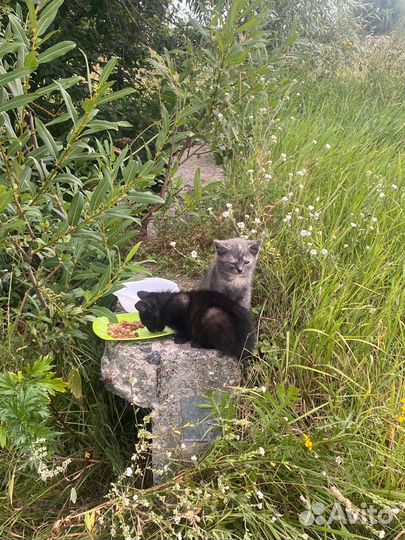 Котята бесплатно