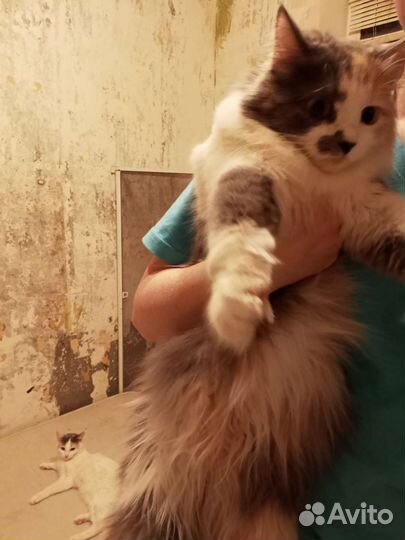 Кошки в добрые руки