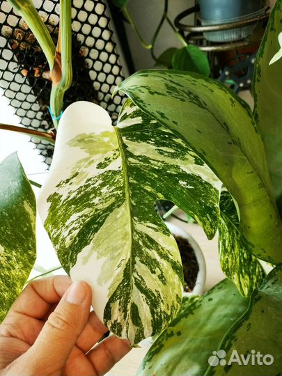 Монстера альба вариегатная