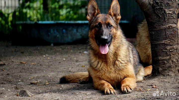 Подрощенные девочки немецкой овчарки