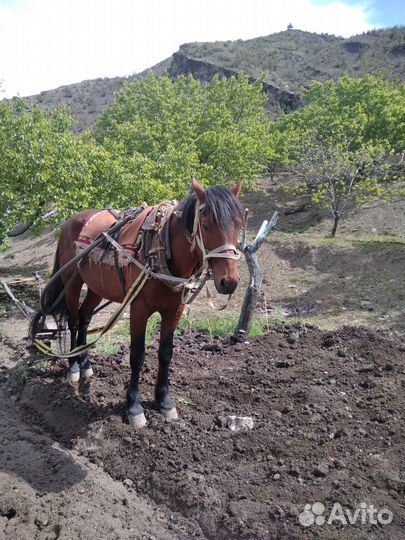 Лошадь пахарь