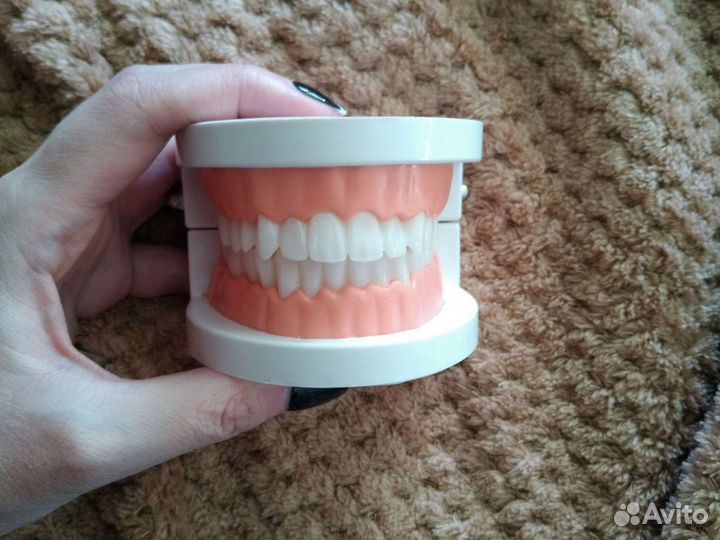 Модель челюсти, зубы