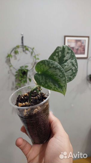 Калатея, равен, маранта, антуриум, Эпифиллум