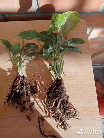 Сингониум pink neon