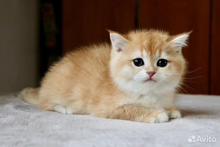 Шотландская золотая шиншилла мальчик ny 12