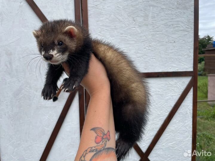 Хорьки из профи питомника с документами